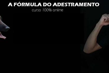 Cão Malinois participando de treinamento avançado com adestrador sorrindo