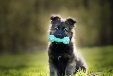 Pessoa treinando um cachorro com brinquedo, representando o curso Adestramento Bom Pra Cachorro.