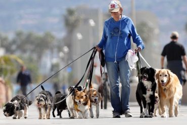 Profissional feliz passeando com vários cães sorridentes usando coleiras e guias em um parque ensolarado, representando o curso de Dog Walker Walker Dog.