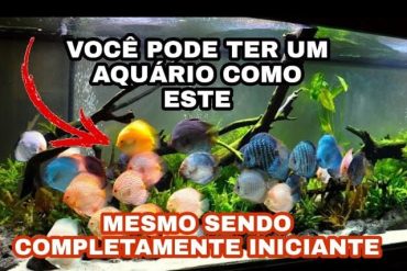 Homem experiente cuidando de um aquário tropical vibrante, com peixes coloridos e plantas exuberantes, ensinando as melhores práticas de aquarismo.