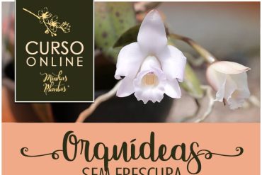 Carol Costa ensinando cultivo de orquídeas com o curso 'Orquídeas sem Frescura'