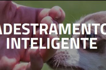 Capa do curso Adestramento Inteligente Alexandre Rossi Dr Pet