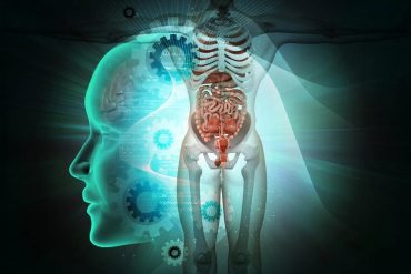 Curso de Anatomia Humana Detalhada Download Completo