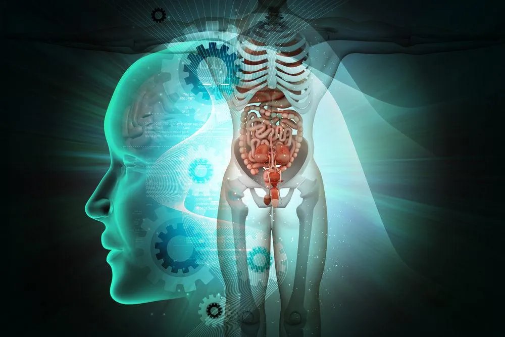 Curso de Anatomia Humana Detalhada Download Completo